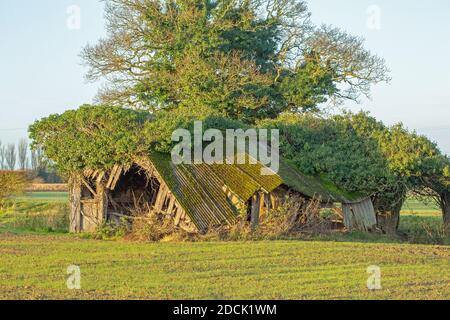 Einstürzende redundante Viehzucht Tierheim. Verfaulendes Holz, beständig, gewelltes Asbestdach, fallend. Nahaufnahme. Norfolk. East Anglia. VEREINIGTES KÖNIGREICH. Stockfoto