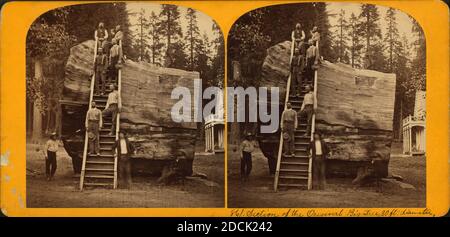 Ausschnitt des ursprünglichen Big Tree, 30 Fuß Durchmesser., Standbild, Stereographen Stockfoto