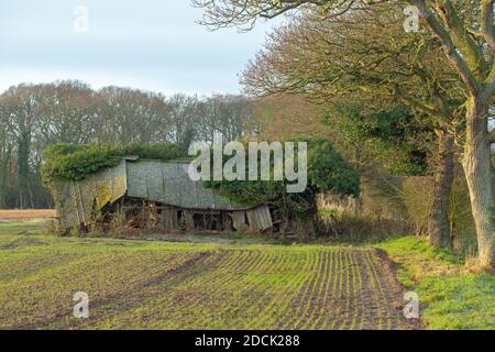 Einstürzende redundante Viehzucht Tierheim. Verfaulendes Holz, resistentes Welldach aus Asbest, fallend. Nahaufnahme. Norfolk. East Anglia. VEREINIGTES KÖNIGREICH. Stockfoto