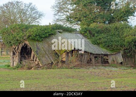 Einstürzende redundante Viehzucht Tierheim. Verfaulendes Holz, beständig, gewelltes Asbestdach, fallend. Nahaufnahme. Norfolk. East Anglia. VEREINIGTES KÖNIGREICH. Stockfoto