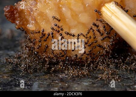 Kleine Großkopfansen der Gattung Pheidole in tierischem Fett Stockfoto