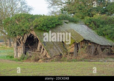 Einstürzende redundante Viehzucht Tierheim. Verfaulendes Holz, beständig, gewelltes Asbestdach, fallend. Nahaufnahme. Norfolk. East Anglia. VEREINIGTES KÖNIGREICH. Stockfoto