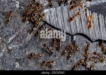 Kleine Großkopfansen der Gattung Pheidole Stockfoto