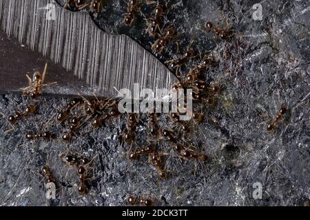 Kleine Großkopfansen der Gattung Pheidole Stockfoto