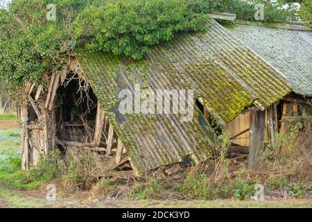 Einstürzende redundante Viehzucht Tierheim. Verfaulendes Holz, resistentes Welldach aus Asbest, fallend. Nahaufnahme. Norfolk. East Anglia. VEREINIGTES KÖNIGREICH. Stockfoto