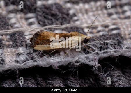 Bicolored Vogel-dropping Moth der Art Ponometia exigua Stockfoto