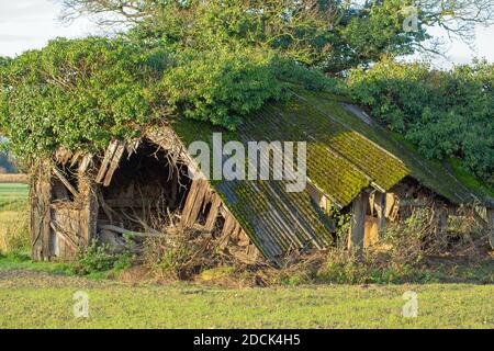 Einstürzende redundante Viehzucht Tierheim. Verfaulendes Holz, resistentes Welldach aus Asbest, fallend. Nahaufnahme. Norfolk. East Anglia. VEREINIGTES KÖNIGREICH. Stockfoto