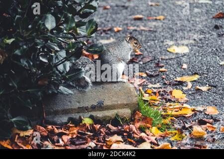 Eichhörnchen essen Nüsse in Chester Grosvenor Park Stockfoto