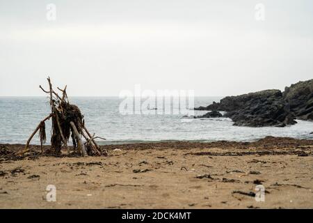 Algen auf Stöcken bei Ebbe am Porth Trecastell Strand, Anglesey, in der Nähe von Rhoseigr gefangen Stockfoto