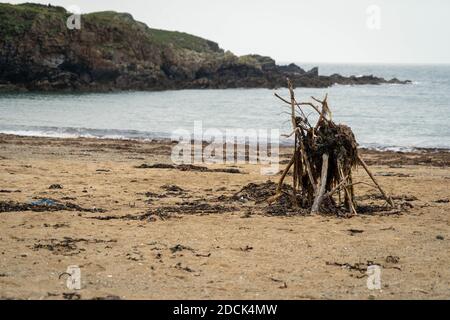 Algen auf Stöcken bei Ebbe am Porth Trecastell Strand, Anglesey, in der Nähe von Rhoseigr gefangen Stockfoto