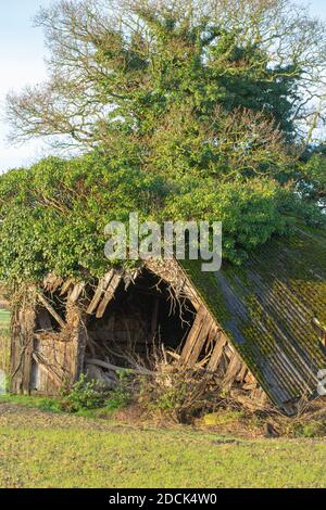 Einstürzende redundante Viehzucht Tierheim. Verfaulendes Holz, resistentes Welldach aus Asbest, fallend. Nahaufnahme. Norfolk. East Anglia. VEREINIGTES KÖNIGREICH. Stockfoto