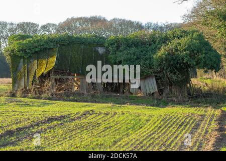 Einstürzende redundante Viehzucht Tierheim. Verfaulendes Holz, resistentes Welldach aus Asbest, fallend. Nahaufnahme. Norfolk. East Anglia. VEREINIGTES KÖNIGREICH. Stockfoto