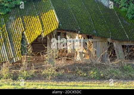 Einstürzende redundante Viehzucht Tierheim. Verfaulendes Holz, resistentes Welldach aus Asbest, fallend. Nahaufnahme. Norfolk. East Anglia. VEREINIGTES KÖNIGREICH. Stockfoto