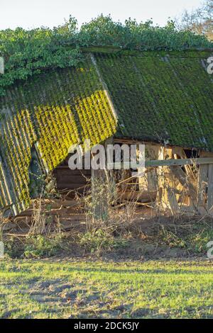 Einstürzende redundante Viehzucht Tierheim. Verfaulendes Holz, resistentes Welldach aus Asbest, fallend. Nahaufnahme. Norfolk. East Anglia. VEREINIGTES KÖNIGREICH. Stockfoto