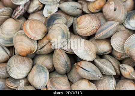 Nahaufnahme von frischen Venusmuscheln auf dem Valdivia Markt in Chile, Südamerika. Meeresfrüchtekonzept Stockfoto