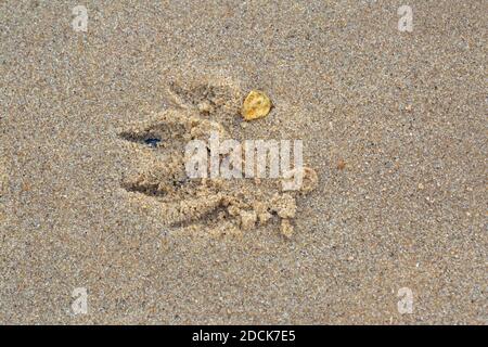 Hundepfote im Sand. Ziffern, Krallen, Pad und ein isolierter gelber Kieselsteinbruch sind in die Oberflächenschicht eingeprägt. Happisburgh Beach. Nord-Norf Stockfoto