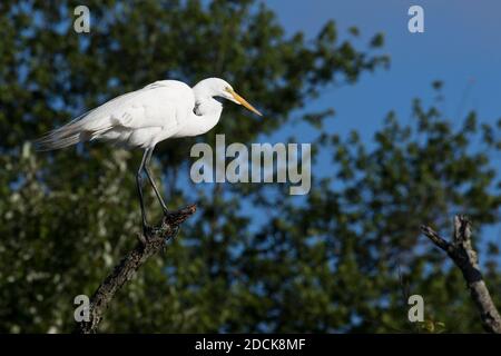 Great Egret (Ardea alba) auf einer Zweigstelle, Long Island, New York Stockfoto