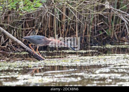 Grüner Reiher (Butorides virescens), der Beute in einem Feuchtgebiet, Long Island, New York, verfolgt Stockfoto