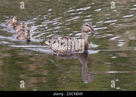 Mallard (Anas platyrhynchos) Henne mit ihren Entchen auf einem Teich, Long Island, New York Stockfoto