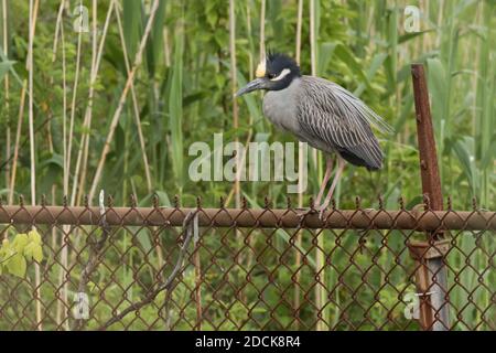 Gelber Nachtreiher (Nyctanassa violacea) auf einem rostigen Kettengliederzaun, Long Island, New York Stockfoto