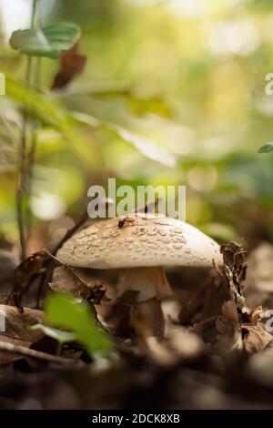 Nahaufnahme des Pilzanbaus im Wald Stockfoto