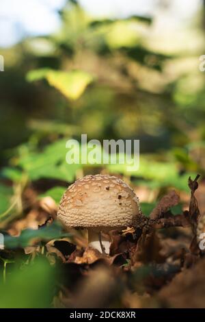 Nahaufnahme des Pilzanbaus im Wald Stockfoto