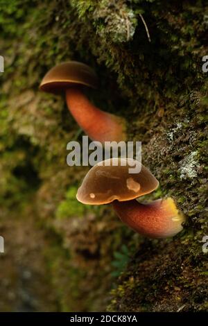Nahaufnahme von Pilzen, die in einer Waldwand wachsen Stockfoto