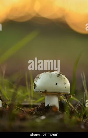 Nahaufnahme des Pilzens Amanitagrowing im Wald Stockfoto