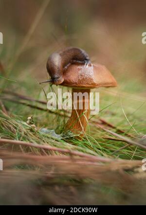 Nahaufnahme der Schnecke auf Pilz wächst im Wald Stockfoto