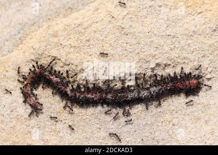 Kleine schwarze Ameisen ernähren sich von einem toten Wurm Stockfoto