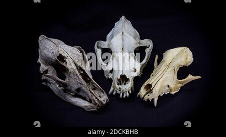 Drei Schädel von verschiedenen Hunden isoliert auf schwarzem Hintergrund. Tierschädel. Stockfoto