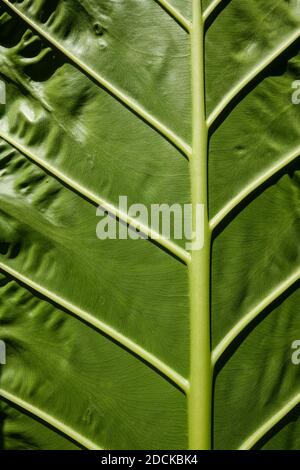 Unterseite und Adern des Blattes einer Alocasia, auch bekannt als Elefantenohrpflanze Stockfoto
