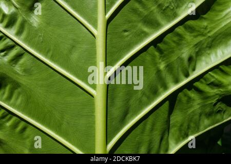 Unterseite und Adern des Blattes einer Alocasia, auch bekannt als Elefantenohrpflanze Stockfoto