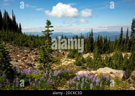 WA18355-00...WASHINGTON - Lupine blüht auf dem Weg zum High Camp in der Mount Adams Wilderness Gegend des Gifford Pinchot National Forest. Stockfoto