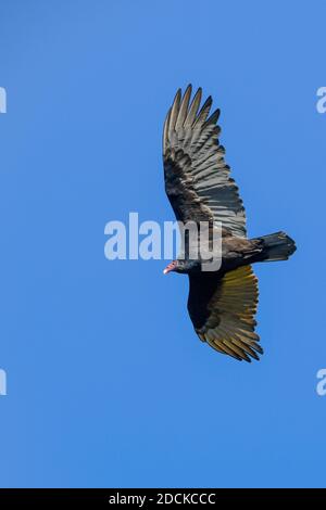 Ein türkeigeier, der über den Fressvogel Hawk Mountain fliegt - putenbussard - John Krähe - Carrion Krähe Cathartes Aura Fliegt in einem wolkenlosen blauen Himmel Stockfoto