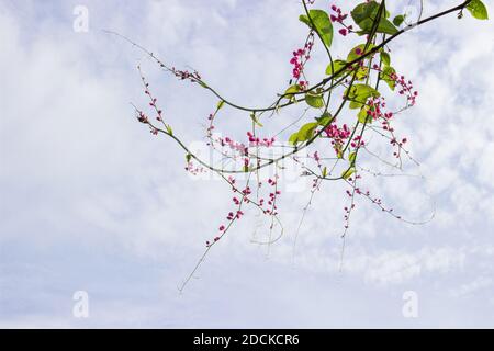 Der mexikanische Kriecher Antigonon Leptopus ist eine Zierpflanze, die in Mexiko heimisch ist. Es ist eine Weinrebe mit rosa Blumen Stockfoto