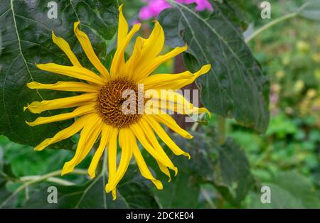 Dekorative Sonnenblumenblume im Garten, dekorative Sonnenblume aus nächster Nähe Stockfoto