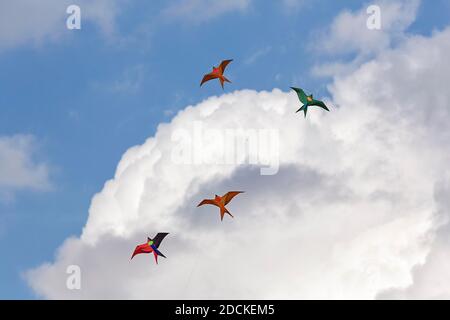 Vier bunte Drachen in Vogelform fliegen vor Cumuluswolken am blauen Himmel, Nordrhein-Westfalen, Deutschland Stockfoto