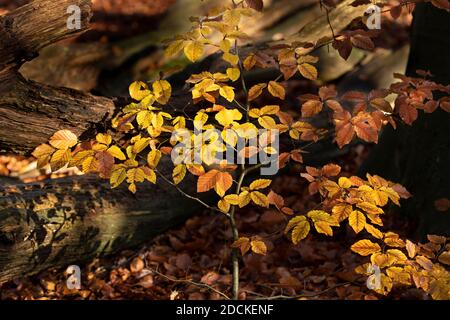 Junge, farbige Buche vor altem verrotteten Buchenstamm, herbstliche gelb-braune Buchenblätter, Buchenwald, Herbstfarben, Herbst, Aumühle Stockfoto