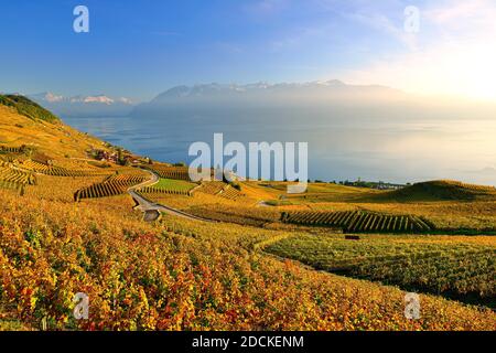 Herbstfarbener Weinberg am Genfersee, UNESCO Weltkulturerbe Lavaux, Kanton Waadt, Schweiz Stockfoto