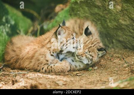 Eurasischer Luchs (Lynx Luchs), Kätzchen, die auf dem Waldboden spielen, gefangen, Deutschland, Europa Stockfoto