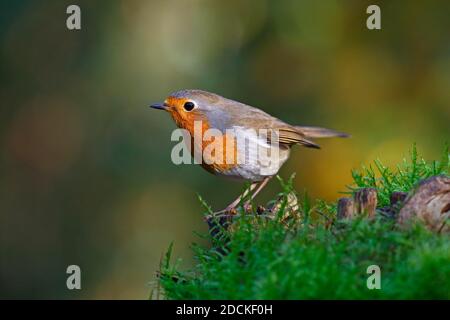 Europäischer Rotkehlchen (Erithacus rubecula) Schleswig-Holstein, Deutschland Stockfoto