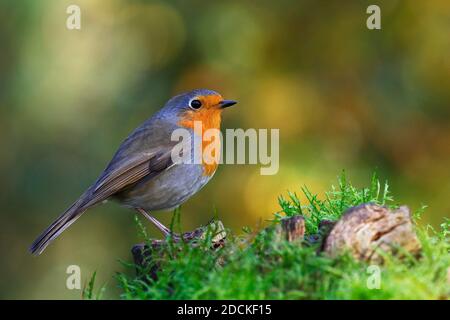 Europäischer Rotkehlchen (Erithacus rubecula) Schleswig-Holstein, Deutschland Stockfoto