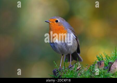 Europäischer Rotkehlchen (Erithacus rubecula) Schleswig-Holstein, Deutschland Stockfoto