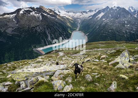 Blick vom Berliner Höhenweg, Schafe am Berghang, Schlegeis-Stausee, Schlegeis-Stausee, Zillertaler Alpen, Schlegeiskeesgletscher Stockfoto