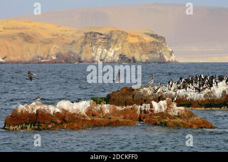 Vogelinsel in Paracas National Reserve, Paracas, Ica Region, Peru Stockfoto