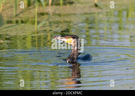 Großer Kormoran (Phalacrocorax carbo) im Wasser, Kerkini-See, Griechenland Stockfoto