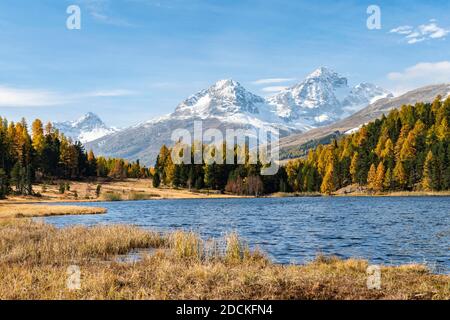 Herbstliche Lärchen mit schneebedeckten Berggipfeln am Stazersee, Lej da Staz, St. Moritz, Engadin, Graubünden, Schweiz Stockfoto