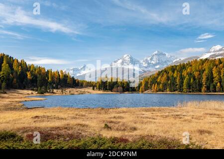 Herbstliche Lärchen mit schneebedeckten Berggipfeln am Stazersee, Lej da Staz, St. Moritz, Engadin, Graubünden, Schweiz Stockfoto