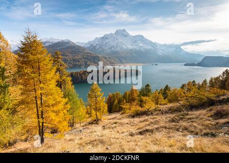 Herbstlicher Lärchenwald mit schneebedeckten Bergen, Silsersee, Piz da la Margna, Engadin, Graubünden, Schweiz Stockfoto